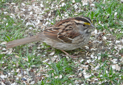 White-throated Sparrow photographed in Minnesota