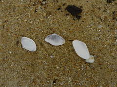 Iphigenia brasiliensis