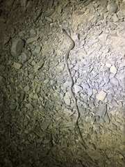Tantilla