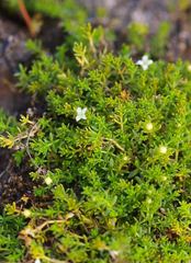 Galium perpusillum