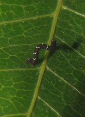 Colocleora divisaria