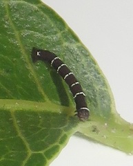 Colocleora divisaria