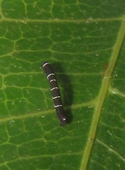 Colocleora divisaria