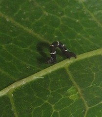 Colocleora divisaria