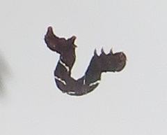 Colocleora divisaria