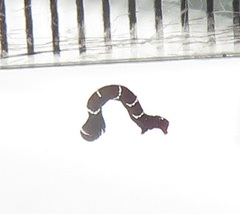 Colocleora divisaria