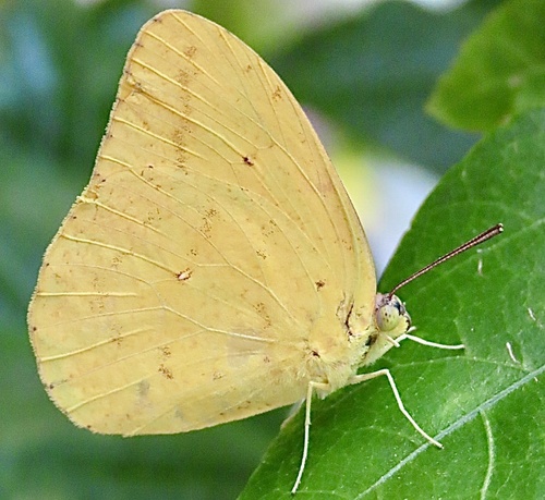 Baja California Large Orange Sulfur