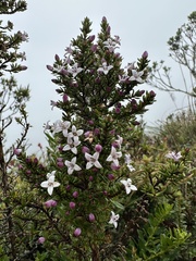 Arcytophyllum nitidum, photograph (c) Nicolás Baresch Uribe, some rights reserved (CC BY)