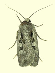 Euxoa redimicula