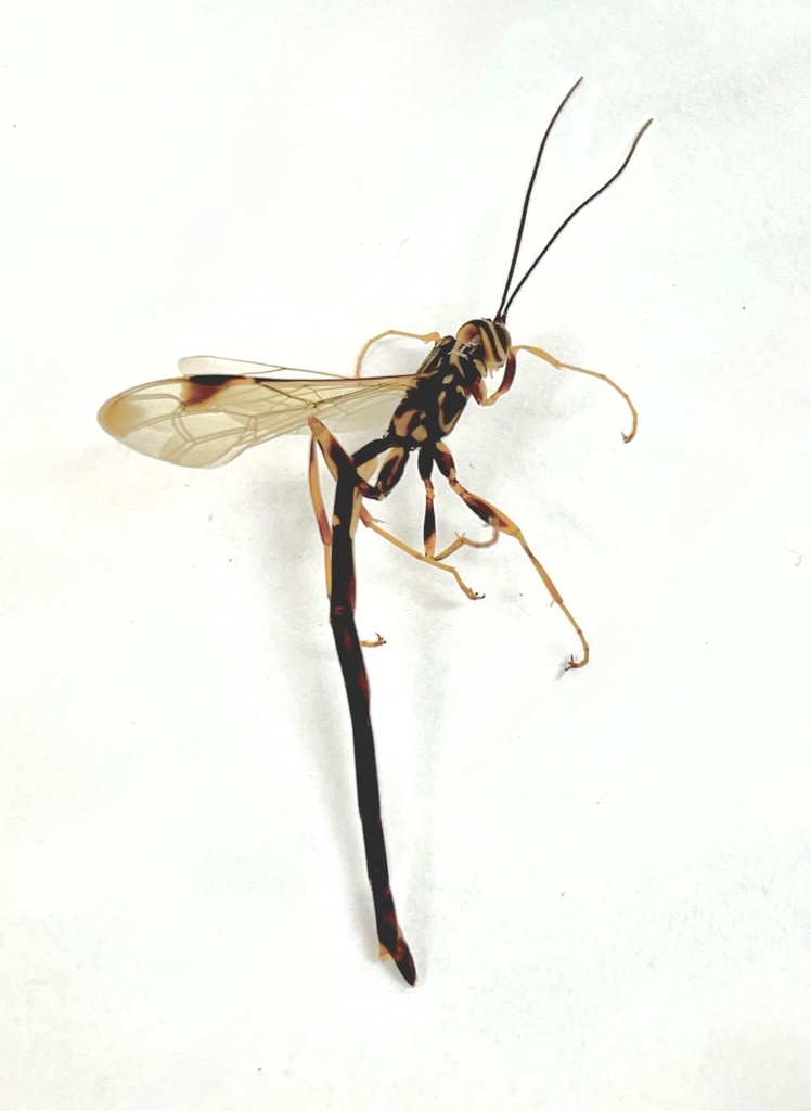 Megarhyssa macrurus thumbnail