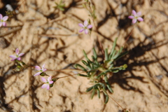 Phemeranthus confertiflorus