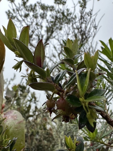 Ugni myricoides, photograph 3