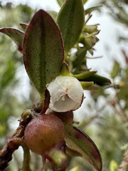 Ugni myricoides, photograph (c) Nicolás Baresch Uribe, some rights reserved (CC BY)