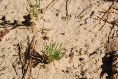 Phemeranthus confertiflorus