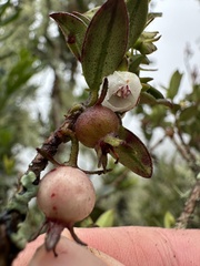Ugni myricoides, photograph (c) Nicolás Baresch Uribe, some rights reserved (CC BY)