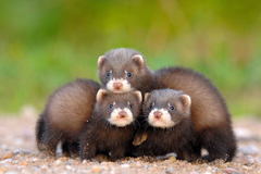 European Polecat photo 2