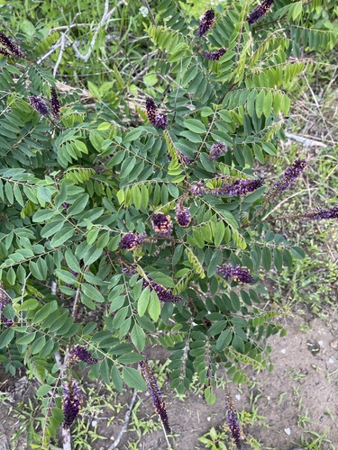 Amorpha glabra, 2025-05-10
