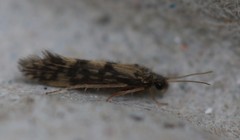 Agraylea