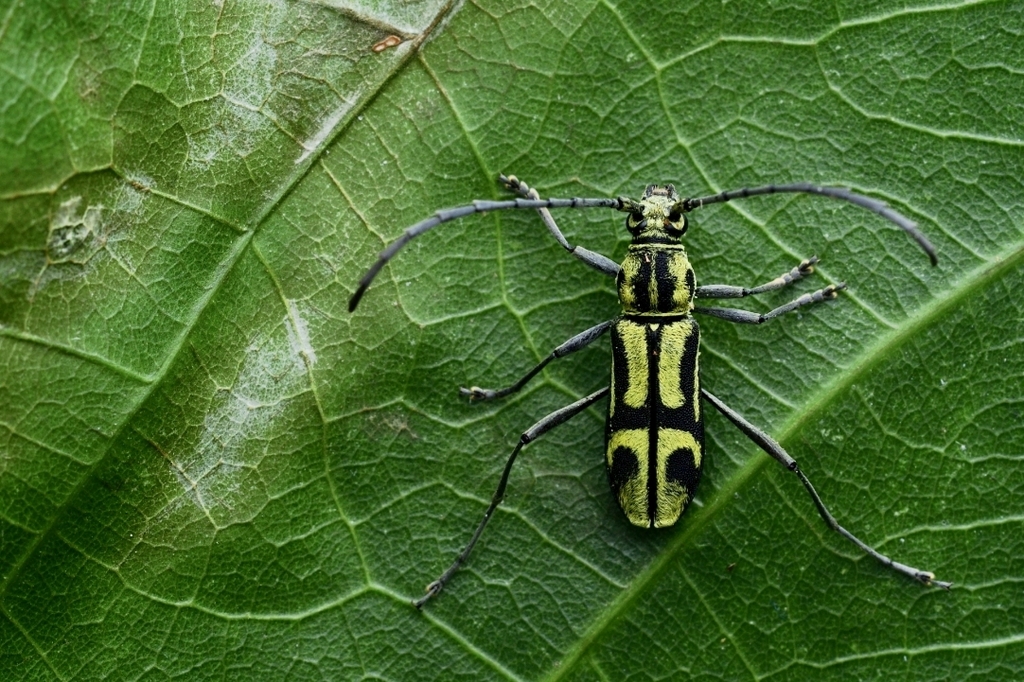 Prothema auratum