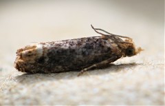 Eucosma ochroterminana