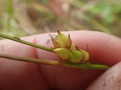 Carex oligosperma
