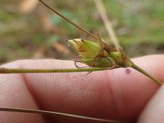 Carex oligosperma