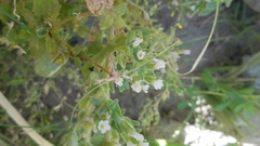 Erythranthe parishii