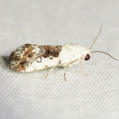 Ponometia phecolisca