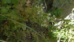 Erythranthe parishii