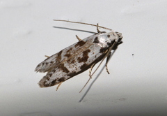 Oxythecta hieroglyphica