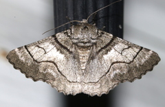 Hypobapta diffundens