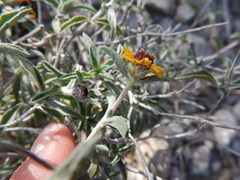 Sanvitalia fruticosa