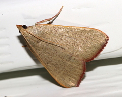 Hypsopygia albidalis