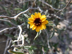 Sanvitalia fruticosa