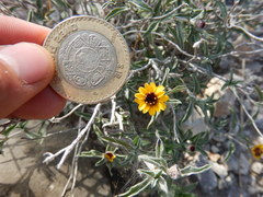 Sanvitalia fruticosa