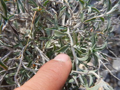 Sanvitalia fruticosa