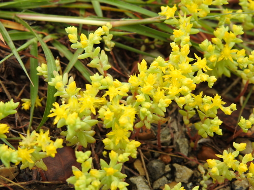 Image of Sedum nuttallii by (c) saltyhiker, some rights reserved (CC BY)