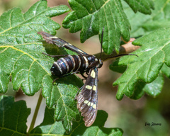 Syntomeida melanthus