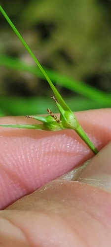 Image of Carex jamesii by no rights reserved