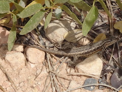 Sceloporus graciosus graciosus