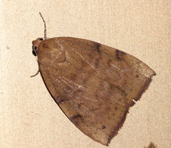 Detounda leptoplasta