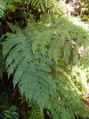 Cyathea colensoi