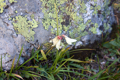 Trifolium polyphyllum