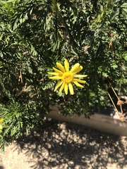 Euryops pectinatus