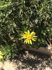 Euryops pectinatus