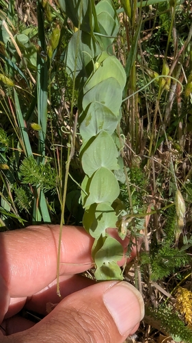 Image of Lathyrus aphaca by no rights reserved