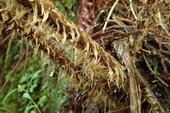 Cyathea colensoi