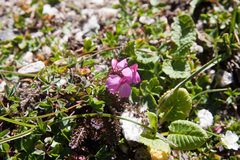 Pedicularis nordmanniana