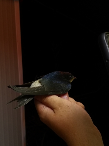 Western House Martin
