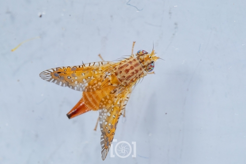 Paracantha culta photo 2